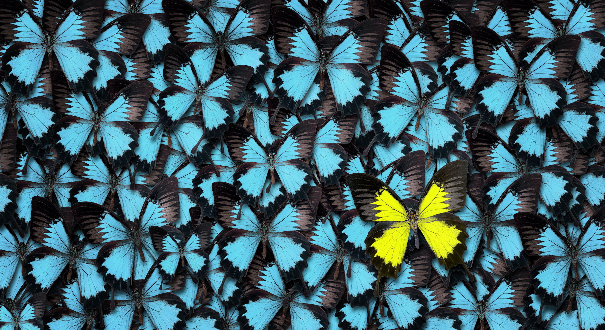 one-yellow-butterfly-blue-butterflies